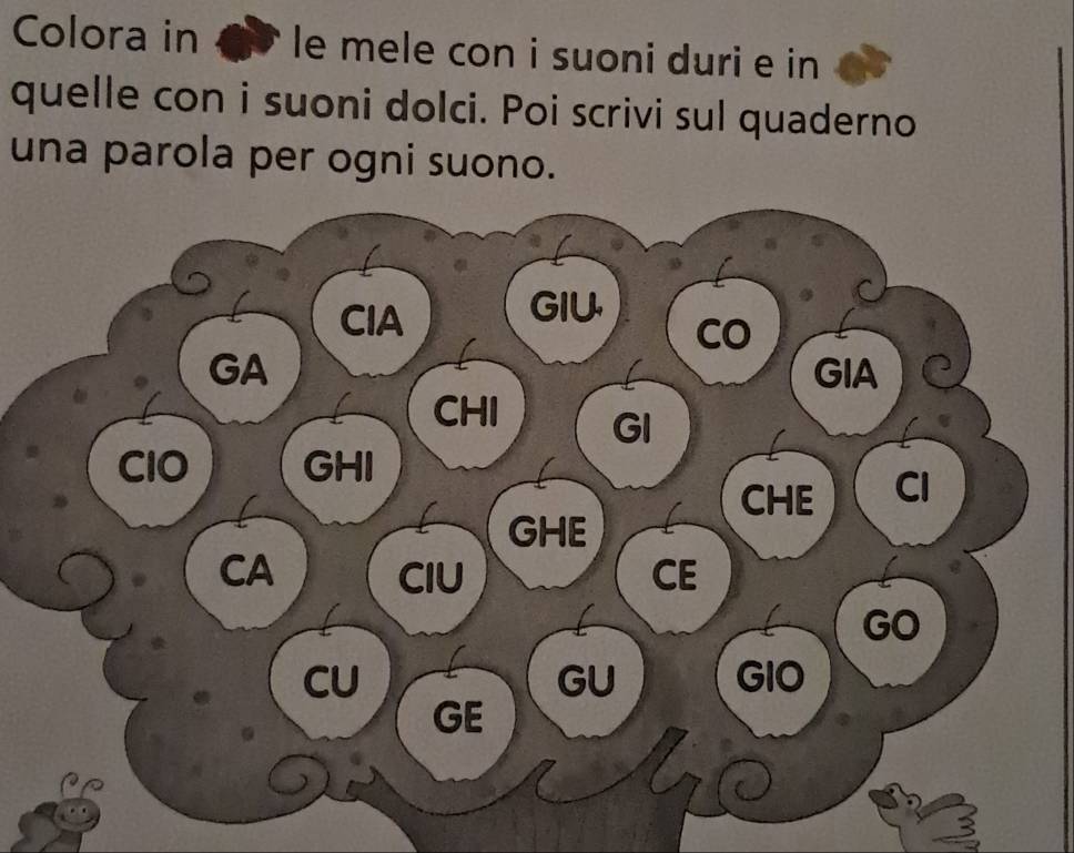 Colora in ` le mele con i suoni duri e in 
quelle con i suoni dolci. Poi scrivi sul quaderno 
una parola per ogni suono.