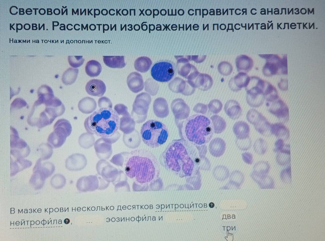 Световой микроскоπ хорошо слравится с анализом 
крови. Рассмотри изображение и πодсчитай клетки. 
Нажκмиαна τочки и дололни текст. 
В мазке крови несколько десятков эритроцйтов 
нейτрофйла эозинофйла и 
ДBa 
тpИ