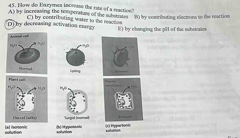 How do Enzymes increase the rate of a reaction?
A) by increasing the temperature of the substrates B) by contributing electrons to the reaction
C) by contributing water to the reaction
D) by decreasing activation energy E) by changing the pH of the substrates
H_2O
Lysing

H_2O
Turgid (normal)
(a) Isotonic (b) Hypotonic (c) Hypertonic
solution solution solution