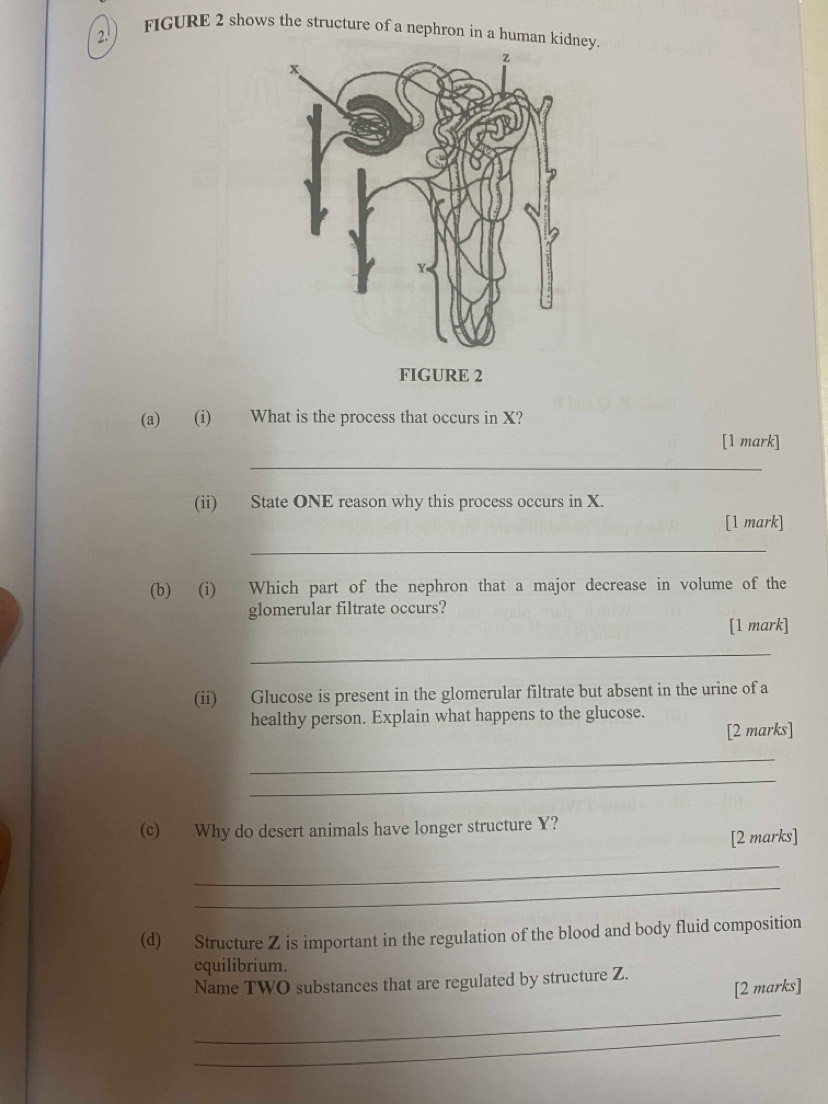 FIGURE 2 shows the structure of a nephron in a human kidney. 
(a) (i) What is the process that occurs in X? 
[1 mark] 
_ 
(ii) State ONE reason why this process occurs in X. 
[1 mark] 
_ 
(b) (i) Which part of the nephron that a major decrease in volume of the 
glomerular filtrate occurs? 
[1 mark] 
_ 
(ii) Glucose is present in the glomerular filtrate but absent in the urine of a 
healthy person. Explain what happens to the glucose. 
[2 marks] 
_ 
_ 
(c) Why do desert animals have longer structure Y? 
[2 marks] 
_ 
_ 
(d) Structure Z is important in the regulation of the blood and body fluid composition 
equilibrium. 
Name TWO substances that are regulated by structure Z. 
[2 marks] 
_ 
_