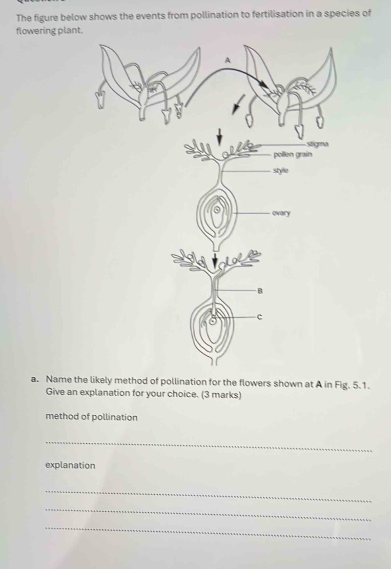 The figure below shows the events from pollination to fertilisation in a species of 
flowering plant. 
a. Name the likely method of pollination for the flowers shown at A in Fig. 5.1. 
Give an explanation for your choice. (3 marks) 
method of pollination 
_ 
explanation 
_ 
_ 
_