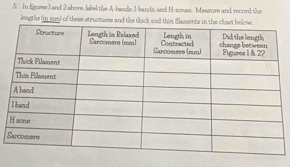 In figures 1 and 2 above, label the A-bands, I-bands, and H-zones. Measure and record the 
lengths (in mm) of these structures and the thick and thin flaments in