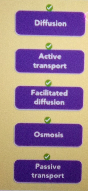 Diffusion
Active
transport
Facilitated
diffusion
Osmosis
Passive
transport