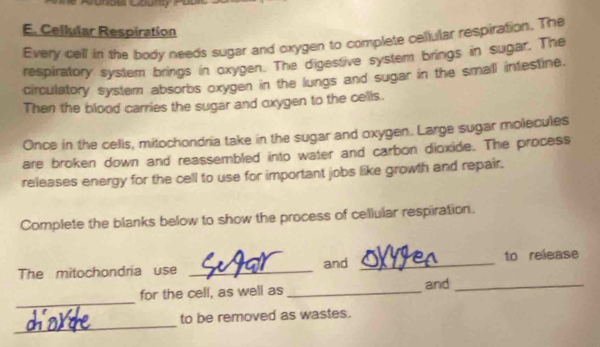 Cellular Respiration 
Every cell in the body needs sugar and oxygen to complete celular respiration. The 
respiratory system brings in oxygen. The digestive system brings in sugar. The 
circulatory system absorbs oxygen in the lungs and sugar in the small intestine. 
Then the blood carries the sugar and oxygen to the cells. 
Once in the cells, mitochondria take in the sugar and oxygen. Large sugar molecules 
are broken down and reassembled into water and carbon dioxide. The process 
releases energy for the cell to use for important jobs like growth and repair. 
Complete the blanks below to show the process of cellular respiration. 
The mitochondria use _and _to release 
_ 
for the cell, as well as _and_ 
_ 
to be removed as wastes.