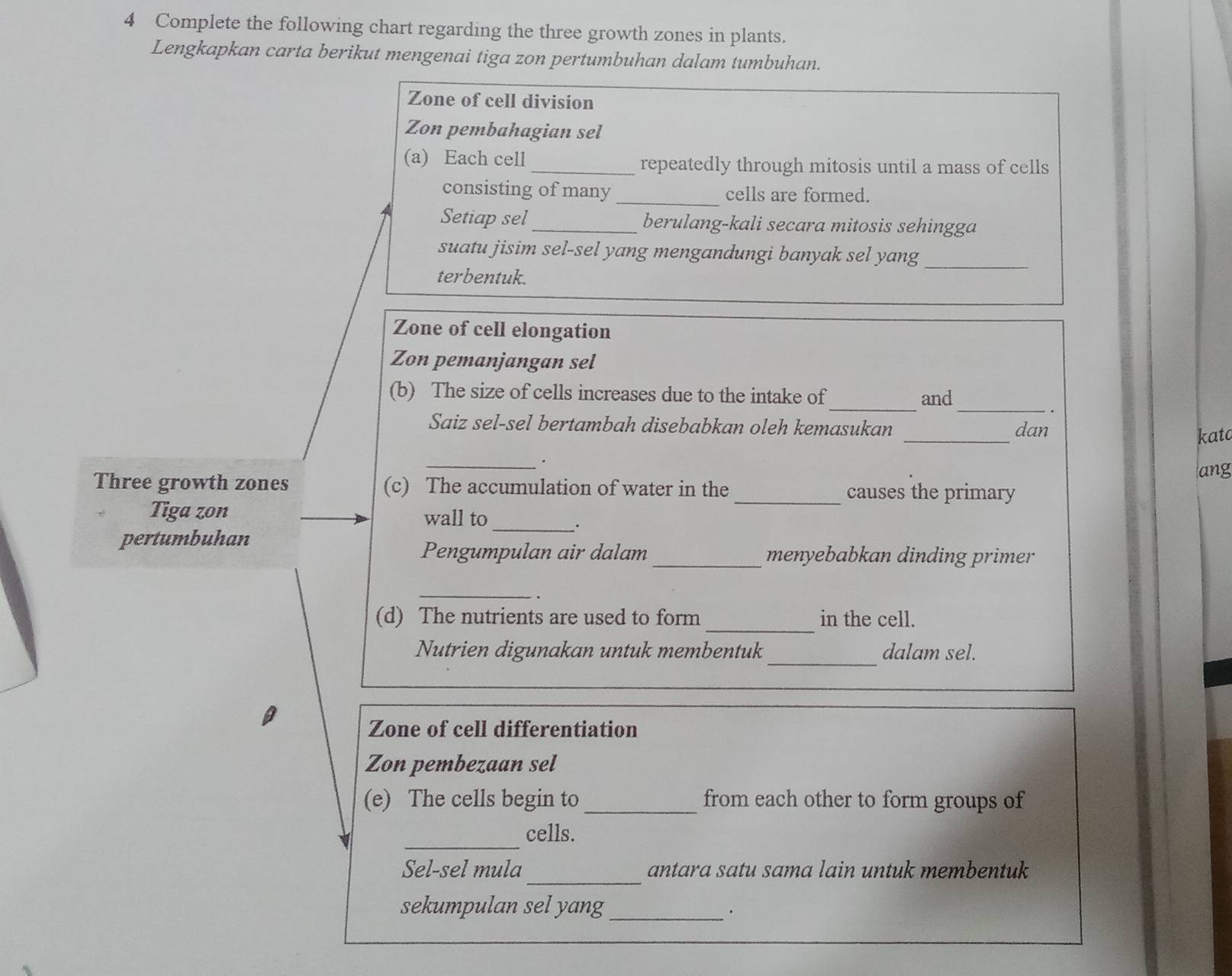 Complete the following chart regarding the three growth zones in plants. 
Lengkapkan carta berikut mengenai tiga zon pertumbuhan dalam tumbuhan. 
Zone of cell division 
Zon pembahagian sel 
(a) Each cell _repeatedly through mitosis until a mass of cells 
consisting of many_ cells are formed. 
Setiap sel_ berulang-kali secara mitosis sehingga 
_ 
suatu jisim sel-sel yang mengandungi banyak sel yang 
terbentuk. 
Zone of cell elongation 
Zon pemanjangan sel 
__ 
(b) The size of cells increases due to the intake of 
and 
. 
Saiz sel-sel bertambah disebabkan oleh kemasukan _katc 
dan 
_. 
ang 
Three growth zones (c) The accumulation of water in the _causes the primary 
Tiga zon wall to 
__. 
pertumbuhan 
Pengumpulan air dalam _menyebabkan dinding primer 
_ 
. 
_ 
(d) The nutrients are used to form in the cell. 
_ 
Nutrien digunakan untuk membentuk dalam sel. 
Zone of cell differentiation 
Zon pembezaan sel 
(e) The cells begin to_ from each other to form groups of 
_ 
cells. 
_ 
Sel-sel mula antara satu sama lain untuk membentuk 
sekumpulan sel yang_ 
.