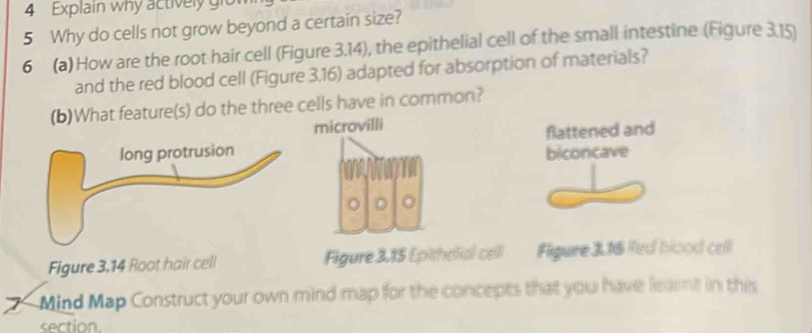 Explain why actively gio
5 Why do cells not grow beyond a certain size?
6 (a) How are the root hair cell (Figure 3.14), the epithelial cell of the small intestine (Figure 3.15)
and the red blood cell (Figure 3,16) adapted for absorption of materials?
(b)What feature(s) do the three cells have in common?
microvilli
flattened and
biconcave
。
Figure 3.14 Root hair cell Figure 3.15 Epithelal cell Figure 3.16 Red blood cell
Mind Map Construct your own mind map for the concepts that you have learnt in this
section.