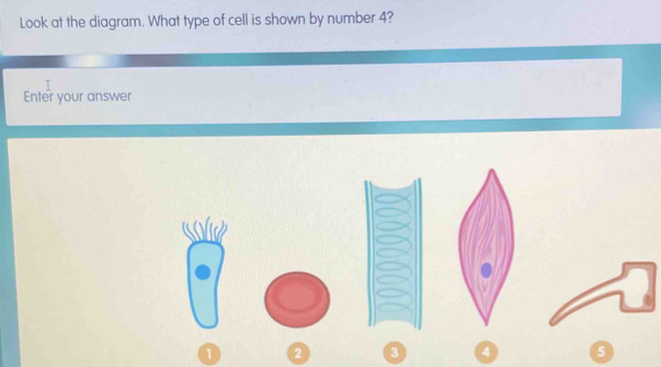 Solved: Look at the diagram. What type of cell is shown by number 4 ...