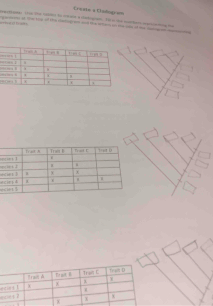 Create a Cladogram 
frections: Uso the tables to create a cladlogram. Fl in the number oxpresenting the 
erived traits. 
rganisons at the top of the cladogram and the letters on the ode of the dadogen reposeted 
D 
R 
p 
p 
pe 
se 
e 
e 
e 
e 
e 
e