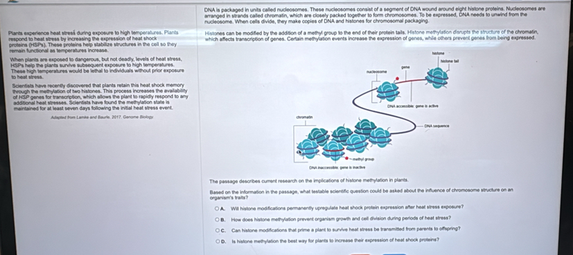 DNA is packaged in units called nucleosomes. These nucleosomes consist of a segment of DNA wound around eight histone proteins. Nucleosomes are 
arranged in strands called chromatin, which are closely packed together to form chromosomes. To be expressed, DNA needs to unwind from the 
nucleosome. When cells divide, they make copies of DNA and histones for chromosomal packaging. 
Plants experience heat stresš during exposure to high temperatures. Plants Histones can be modified by the addition of a methyl group to the end of their protein tails. Histone methylation disrupts the structure of the chromatin 
respond to heat stress by increasing the expression of heat shock which affects transcription of genes. Certain methylation events increase the expression of genes, while others prevent genes from being expressed. 
proteins (HSPs). These proteins help stabilize structures in the cell so they 
remain functional as temperatures increase. 
When plants are exposed to dangerous, but not deadly, levels of heat stress, 
HSPs help the plants survive subsequent exposure to high temperatures 
to heat stress. These high temperatures would be lethal to individuals without prior exposure 
Scientists have recently discovered that plants retain this heat shock memory 
through the methylation of two histones. This process increases the avalabity 
of HSP nenes for transcription, which allows the plant to rapidlv respond to am 
additional heat stresses. Scientists have found the methylation state is 
maintained for at least seven days following the initial heat stress event. 
Adapted from Lamke and Baurle. 2017. Genome Biology 
The passage describes current research on the implications of histone methylation in plants. 
Based on the information in the passage, what testable scientific question could be asked about the influence of chromosome structure on an 
organism's traits 
○ A. Will histone modifications permanently upregulate heat shock protein expression after heat stress exposure? 
B. How does histone methylation prevent organism growth and cell division during periods of heat stress? 
C. Can histone modifications that prime a plant to survive heat stress be transmitted from parents to offspring? 
D. Is histone methylation the best way for plants to increase their expression of heat shock proteins?