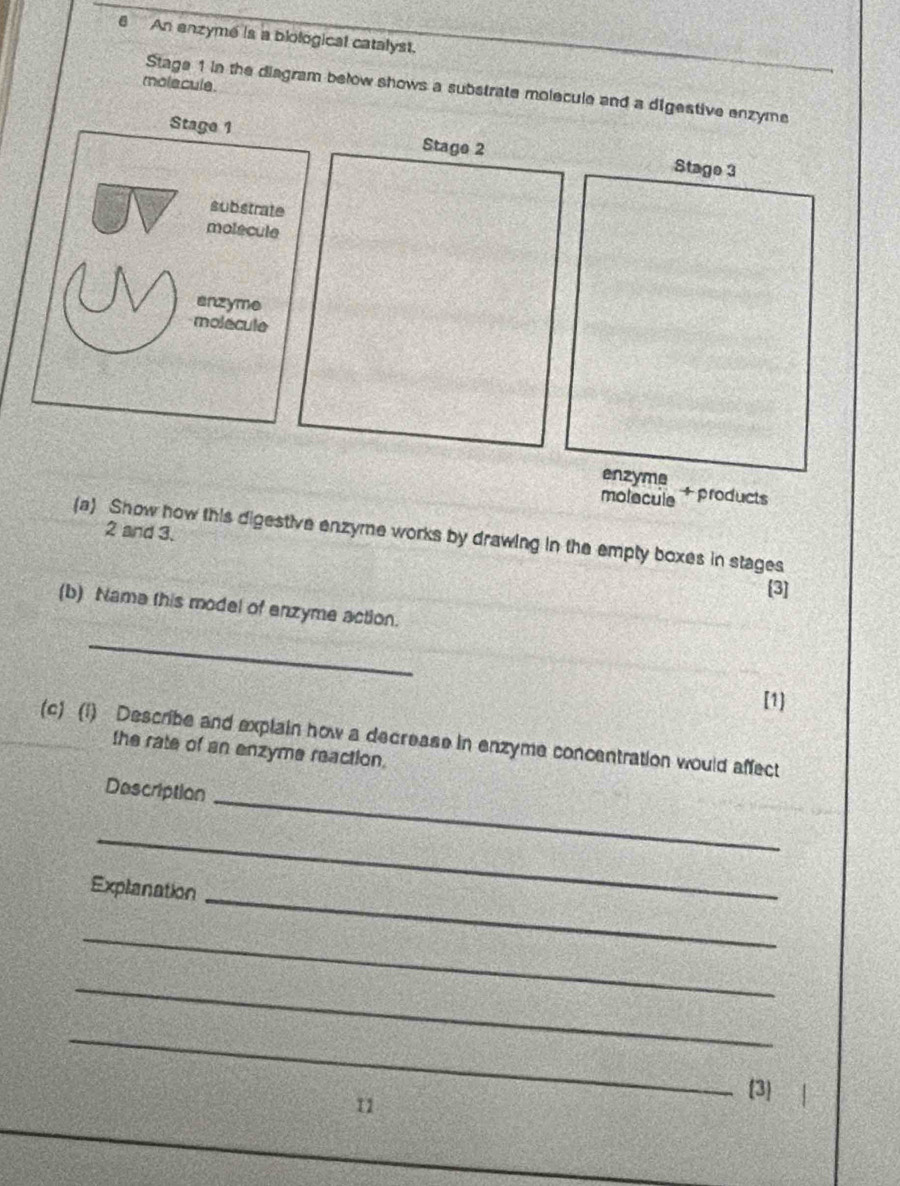 An anzymé is a biological catalyst. 
molecule. 
Stage 1 in the diagram below shows a substrate molecule and a digestive enzyme 
Stage 2 Stage 3 
enzyme 
molecule + products
2 and 3. 
(a) Show how this digestive enzyme works by drawing in the empty boxes in stages 
[3] 
(b) Nama this model of enzyme action. 
_ 
[1] 
(c) (1) Describe and explain how a decrease in enzyme concentration would affect 
the rate of an enzyme reaction. 
_ 
Description 
_ 
Explanation 
_ 
_ 
_ 
_ 
11 
[3