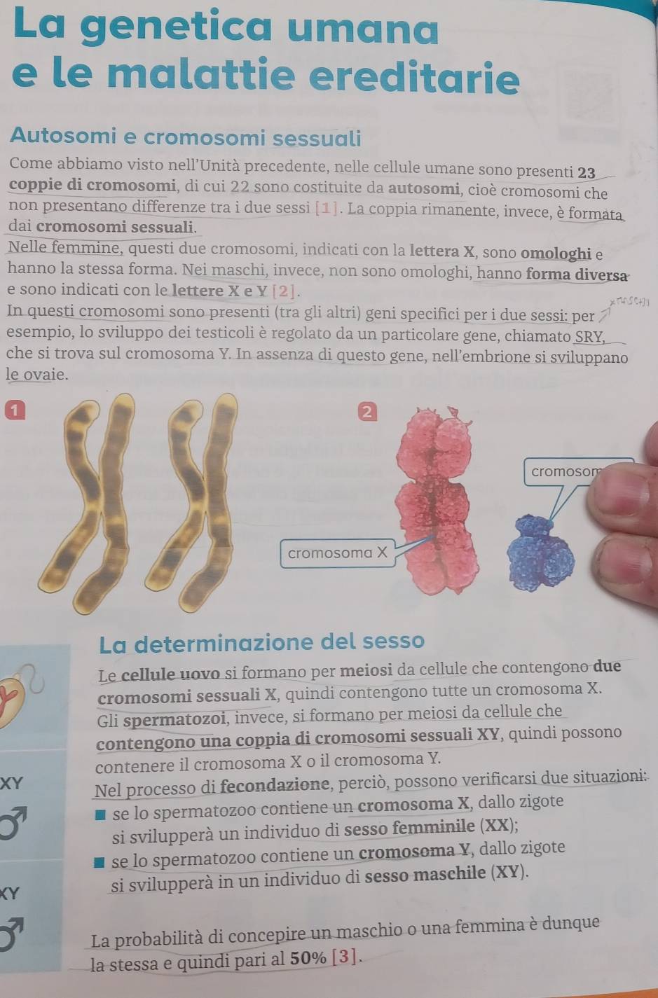 La genetica umana
e le malattie ereditarie
Autosomi e cromosomi sessuali
Come abbiamo visto nell’Unità precedente, nelle cellule umane sono presenti 23
coppie di cromosomi, di cui 22 sono costituite da autosomi, cioè cromosomi che
non presentano differenze tra i due sessi [1]. La coppia rimanente, invece, è formata
dai cromosomi sessuali.
Nelle femmine, questi due cromosomi, indicati con la lettera X, sono omologhi e
hanno la stessa forma. Nei maschi, invece, non sono omologhi, hanno forma diversa
e sono indicati con le lettere X e Y[2].
x T4SC+] 1
In questi cromosomi sono presenti (tra gli altri) geni specifici per i due sessi: per
esempio, lo sviluppo dei testicoli è regolato da un particolare gene, chiamato SRY,
che si trova sul cromosoma Y. In assenza di questo gene, nell’embrione si sviluppano
le ovaie.
1
2
cromosom
cromosoma X
La determinazione del sesso
Le cellule uovo si formano per meiosi da cellule che contengono due
cromosomi sessuali X, quindi contengono tutte un cromosoma X.
Gli spermatozoi, invece, si formano per meiosi da cellule che
contengono una coppia di cromosomi sessuali XY, quindi possono
contenere il cromosoma X o il cromosoma Y.
XY Nel processo di fecondazione, perciò, possono verificarsi due situazioni:
se lo spermatozoo contiene un cromosoma X, dallo zigote
si svilupperà un individuo di sesso femminile (XX);
se lo spermatozoo contiene un cromosoma Y, dallo zigote
KY
si svilupperà in un individuo di sesso maschile (XY).
La probabilità di concepire un maschio o una femmina è dunque
la stessa e quindi pari al 50% [3].