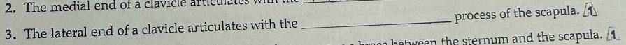The medial end of a clavicle articuuates 
_ 
3. The lateral end of a clavicle articulates with the _process of the scapula. 
otween the sternum and the scapula.1