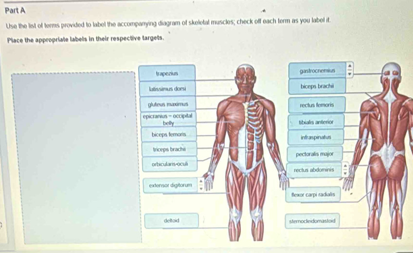 Use the list of terms provided to label the accompanying diagram of skeletal muscles; check off each term as you label it.
Place the appropriate labels in their respective targets.
trapezius gastrocnemius
latissimus dorsi biceps brachii
gluteus maximus
rectus femoris
epicranius = occipital
belly tibialis anterior
biceps femoris infraspinatus
triceps brachii
pectoralis major
orbicularis-oculi
rectus abdominis
extensor digitorum
flexor carpi radialis
deltoid sternocleidomastoid