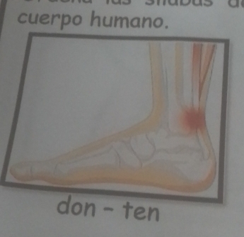 cuerpo humano.