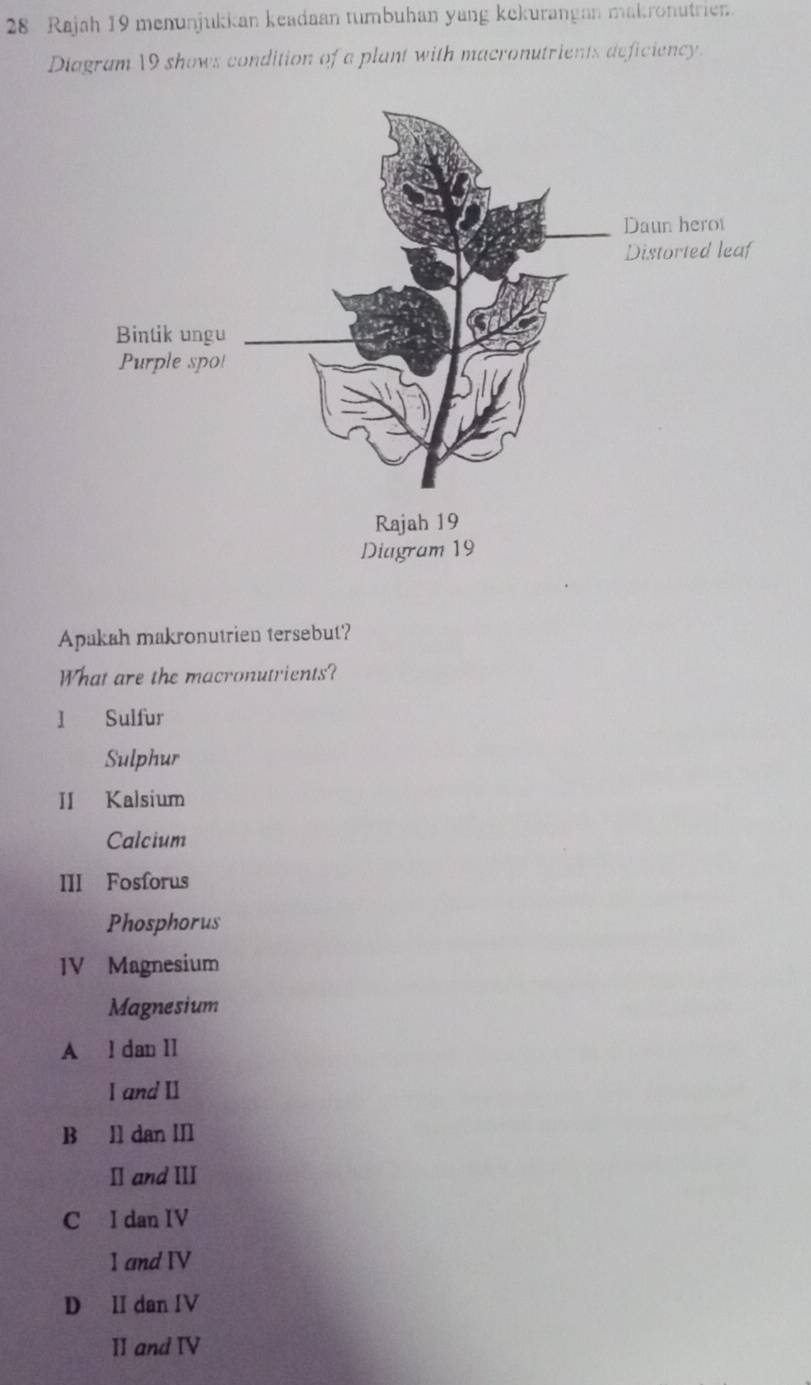 Rajah 19 menunjukkan keadaan tumbuhan yang kekurangan makronutrien.
Diagram 19 shows condition of a plant with macronutrients deficiency
Apakah makronutrien tersebut?
What are the macronutrients?
1 Sulfur
Sulphur
II Kalsium
Calcium
III Fosforus
Phosphorus
IV Magnesium
Magnesium
A l dan II
I and II
B ll dan II
I and I
C I dan IV
1 and IV
D II dan IV
II and IV