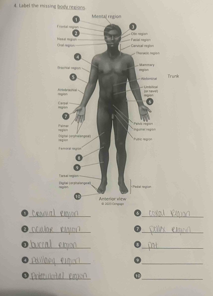 Label the missing body regions. 
Trunk 
_1 
_ 
6 
_ 
_ 
2 
7 
_ 
_ 
3 
8 
_ 
_ 
a 
9 
_ 
_ 
6 
10