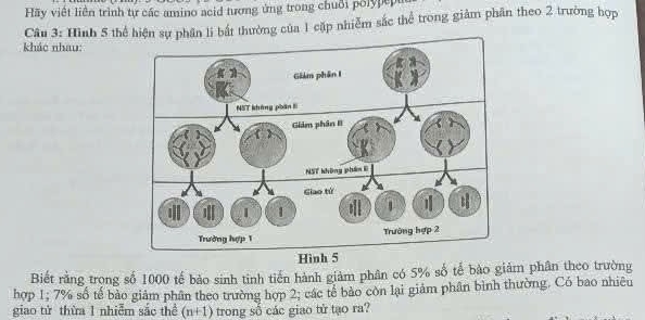 Hãy việt liên trình tự các amino acid tương ứng trong chuỗi polypepu 
khác nhau: Câu 3: Hình 5 thể hiện sự phân li bắt thường của 1 cặp nhiễm sắc thể trong giảm phân theo 2 trường hợp 
Biết rằng trong số 1000 tế bảo sinh tinh tiến hành giảm phân có 5% số tế bào giảm phân theo trường 
hợp 1; 7% số tế bào giảm phân theo trường hợp 2; các tế bảo còn lại giảm phân bình thường. Có bao nhiêu 
giao từ thừa 1 nhiễm sắc thể (n+1) trong số các giao từ tạo ra?