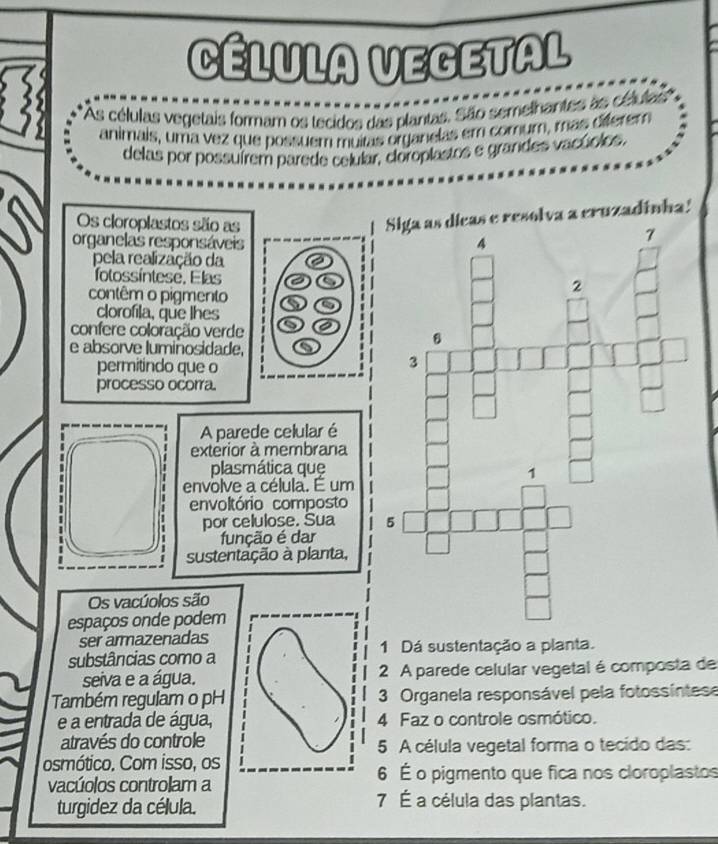 CÉLULA VEGETAL 
'As células vegetais formam os tecidos das plantas. São semelhantes as células'' 
animais, uma vez que possuem muitas organelas em comum, mas diferem 
delas por possuírem parede celular, cloroplastos e grandes vacúolos. 
Os cloroplastos são as 
a cruzadinha! 
organelas responsáveis 
pela realização da 
fotossíntese, Elas a a 
contêm o pigmento 
clorofila, que lhes 
confere coloração verde 
e absorve luminosidade, 
permitindo que o 
processo ocorra. 
A parede celular é 
extérior à membrana 
plasmática que 
envolve a célula. É um 
envoltório composto 
por celulose. Sua 
função é dar 
sustentação à planta, 
Os vacúolos são 
espaços onde podem 
ser armazenadas 
substâncias como a 1 Dá sustentação a planta. 
seiva e a água. 2 A parede celular vegetal é composta de 
1 
Também regulam o pH 3 Organela responsável pela fotossíntese 
e a entrada de água, 4 Faz o controle osmótico. 
através do controle 5 A célula vegetal forma o tecido das: 
osmótico. Com isso, os 
vacúolos controlam a
6 É o pigmento que fica nos cloroplastos 
turgidez da célula.
7 É a célula das plantas.