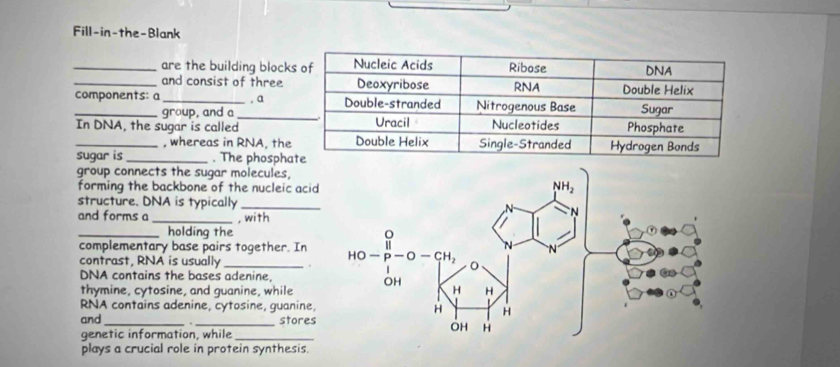 Fill-in-the-Blank
are the building block
__and consist of three
components: a _, a
group, and a_
In DNA, the sugar is called
_, whereas in RNA, the
sugar is_ . The phospha
group connects the sugar molecules,
forming the backbone of the nucleic acid
structure. DNA is typically
and forms a _, with
_ holding the
complementary base pairs together. In 
contrast, RNA is usually .
DNA contains the bases adenine,
thymine, cytosine, and guanine, while
RNA contains adenine, cytosine, guanine,
and __stores
genetic information, while_
plays a crucial role in protein synthesis.