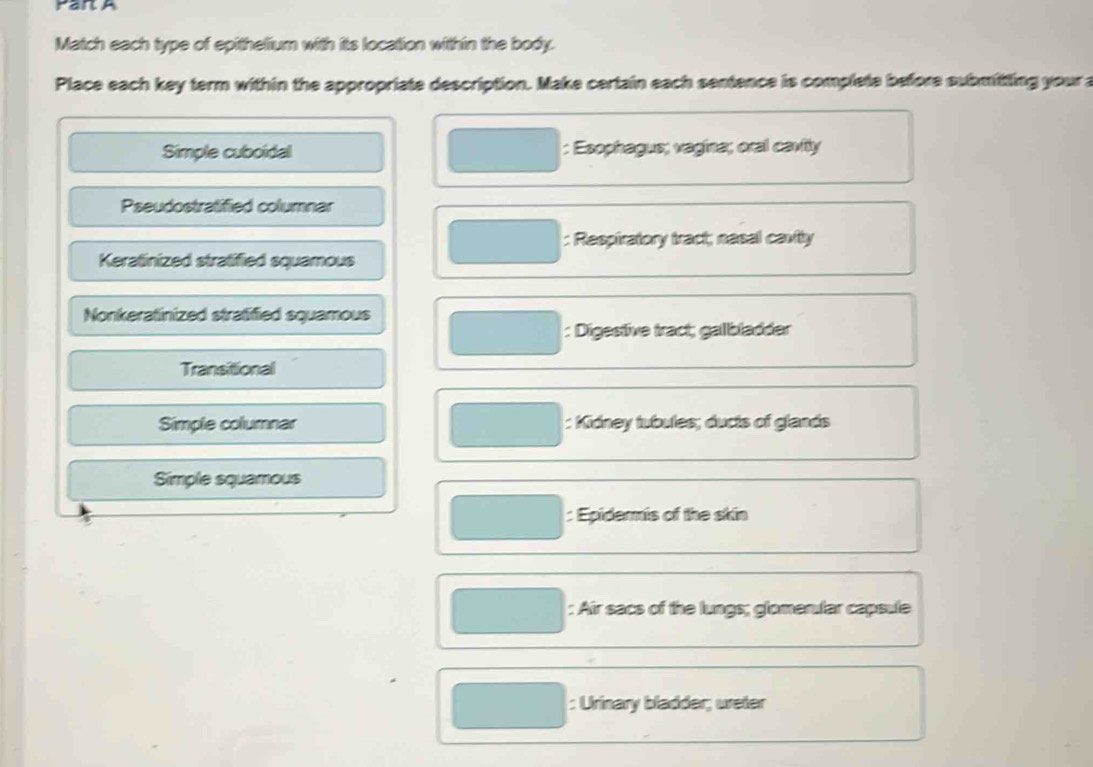 Match each type of epithelium with its location within the body. 
Place each key term within the appropriate description. Make certain each sentence is complete before submittting youra 
Simple cuboidal : Esophagus; vagina; oral cavity 
Pseudostratified columnar 
: Respiratory tract; nesal cavity 
Keratinized stratified squamous 
Nonkeratinized stratified squamous 
: Digestive tract; galbladder 
Transitional 
Simple columnar : Kidney tubules; ducts of glands 
Simple squamous 
: Epidermis of the skin 
: Air sacs of the lungs; glomentar capsule 
: Urinary bladder; ureter