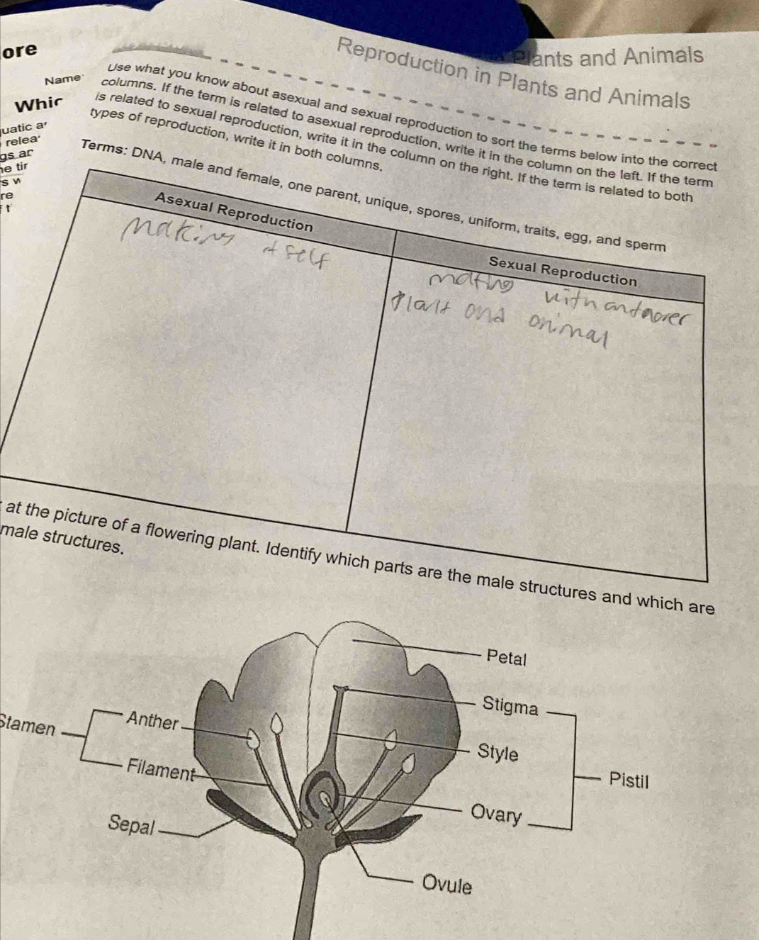 ore 
Plants and Animals 
Reproduction in Plants and Animals 
use what you know about asexual and sexual reproduction to sort the terms below 
uatic a 
Name columns. If the term is related to asexual reproduction, write it in 
types of reproduction, write it in both c 
Whic is related to sexual reproduction, write it in the colu 
gs ar 
e ti 
s v 
re 
relea Terms: DNA 
t 
ma 
at uctures and which are 
Stamen