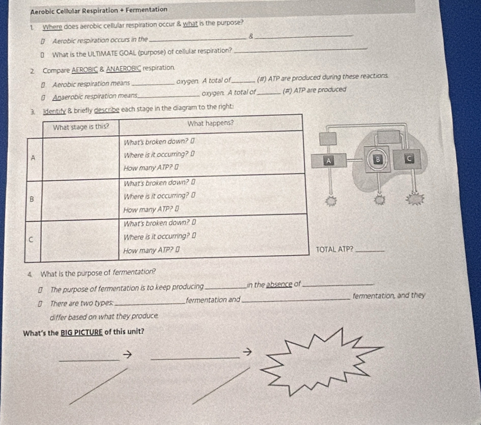 Aerobic Cellular Respiration + Fermentation 
1. Where does aerobic cellular respiration occur & what is the purpose? 
€ Aerobic respiration occurs in the 
_8_ 
€ What is the ULTIMATE GOAL (purpose) of cellular respiration? 
_ 
2 Compare AEROBIC & ANAEROBIC respiration, 
[ Aerobic respiration means _oxygen. A total of _(#) ATP are produced during these reactions. 
⊥ Anaerobic respiration means_ oxygen. A total of_ (#) ATP are produced 
h stage in the diagram to the right: 
L ATP?_ 
4. What is the purpose of fermentation? 
€ The purpose of fermentation is to keep producing _in the absence of_ 
[ There are two types:_ fermentation and _fermentation, and they 
differ based on what they produce. 
What’s the BIG PICTURE of this unit?