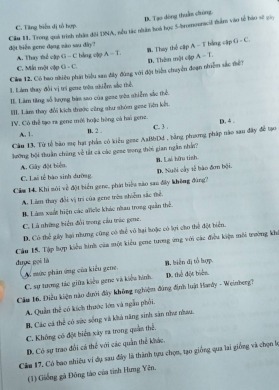 D. Tạo dòng thuần chúng.
C. Tăng biến dị tổ hợp.
Câu 11. Trong quá trình nhân đôi DNA, nếu tác nhân hoá học 5-bromouracil thấm vào tế bào sẽ gây
đột biến gene dạng nào sau đây?
A. Thay thế cặp G - C bằng cặp A - T. B. Thay thế cặp A - T bằng cặp G - C.
D. Thêm một cặp A - T.
C. Mất một cặp G - C.
Câu 12. Có bao nhiêu phát biểu sau đây đúng với đột biến chuyển đoạn nhiễm sắc thế?
I. Làm thay đổi vị trí gene trên nhiễm sắc thể.
II. Làm tăng số lượng bản sao của gene trên nhiễm sắc thể.
III. Làm thay đổi kích thước cũng như nhóm gene liên kết.
IV. Có thể tạo ra gene mới hoặc hỏng cả hai gene.
A. 1. B. 2 . C. 3 . D. 4 .
Câu 13. Từ tế bào mẹ hạt phần có kiểu gene AaBbDd , bằng phương pháp nào sau đây để tạo
lưỡng bội thuần chủng về tất cả các gene trong thời gian ngắn nhất?
A. Gây đột biến. B. Lai hữu tính.
C. Lai tế bào sinh dưỡng. D. Nuôi cấy tế bào đơn bội.
Câu 14. Khi nói về đột biến gene, phát biểu nào sau đây không đúng?
A. Làm thay đổi vị trí của gene trên nhiễm sắc thể.
B. Làm xuất hiện các allele khác nhau trong quần thể.
C. Là những biến đổi trong cấu trúc gene.
D. Có thể gây hại nhưng cũng có thể vô hại hoặc có lợi cho thể đột biến.
Câu 15. Tập hợp kiểu hình của một kiểu gene tương ứng với các điều kiện môi trường khá
được gọi là B. biến dị tổ hợp.
A. mức phản ứng của kiểu gene.
C. sự tương tác giữa kiểu gene và kiểu hình. D. thể đột biến.
Câu 16. Điều kiện nào dưới đây không nghiệm đúng định luật Hardy - Weinberg?
A. Quần thể có kích thước lớn và ngẫu phối.
B. Các cá thể có sức sống và khả năng sinh sản như nhau.
C. Không có đột biến xảy ra trong quần thể.
D. Có sự trao đổi cá thể với các quần thể khác.
Câu 17. Có bao nhiêu ví dụ sau đây là thành tựu chọn, tạo giống qua lai giống và chọn lọ
(1) Giống gà Đông tảo của tỉnh Hưng Yên.