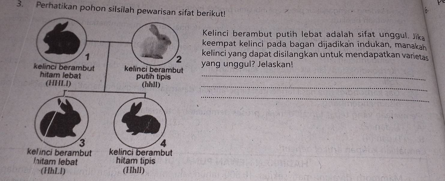 pe 
3. Perhatikan pohon silsilah pewarisan sif berikut! 
6. 
Kelinci berambut putih lebat adalah sifat unggul. Jika 
keempat kelinci pada bagan dijadikan indukan, manakah 
kelinci yang dapat disilangkan untuk mendapatkan varietas 
yang unggul? Jelaskan! 
_ 
_ 
_