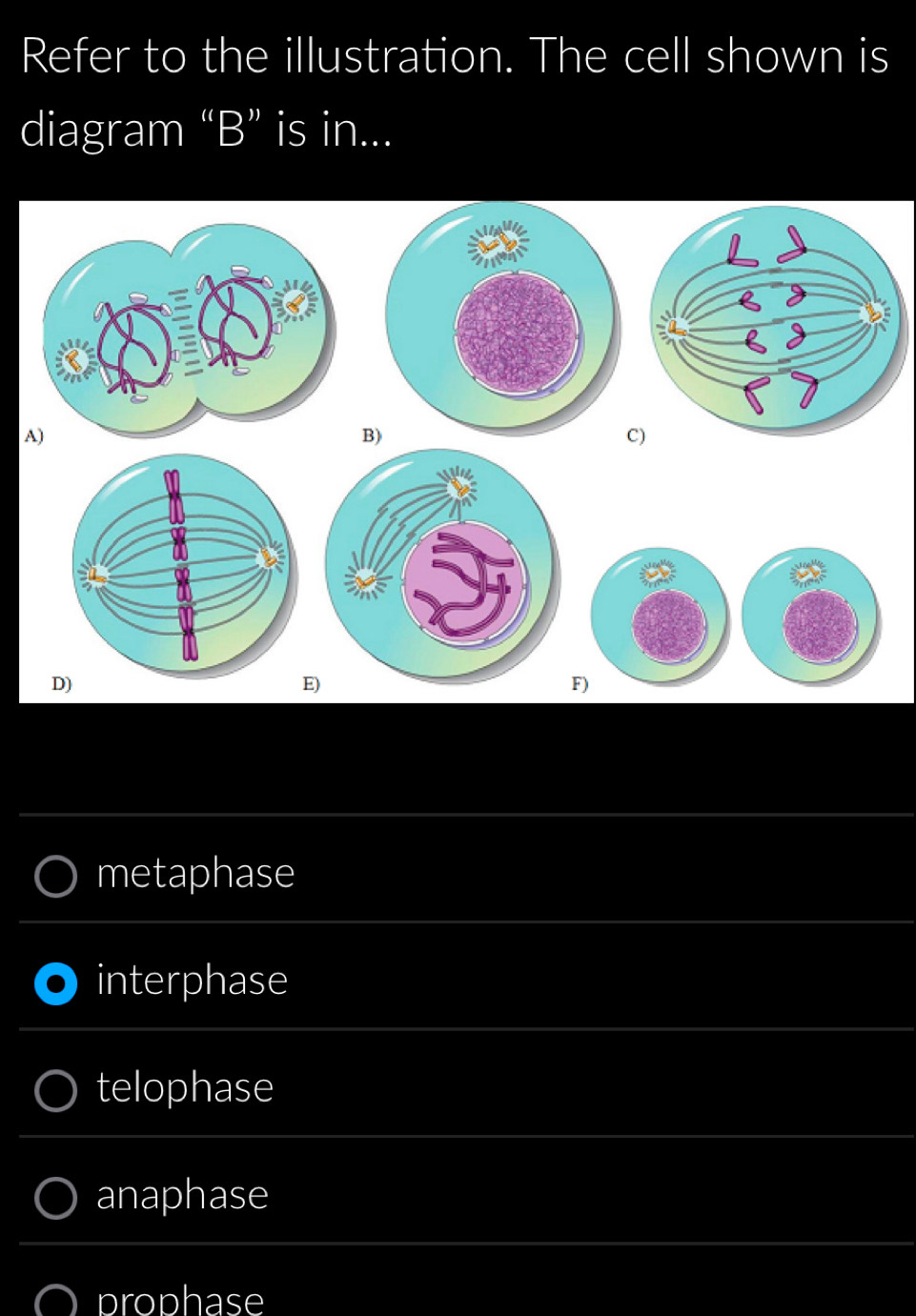 Refer to the illustration. The cell shown is 
diagram “B” is in... 
B) 
C) 
D) 
E) 
_ 
metaphase 
_ 
interphase 
_ 
_ 
_ 
telophase 
__ 
_ 
anaphase 
__ 
_ 
prophase