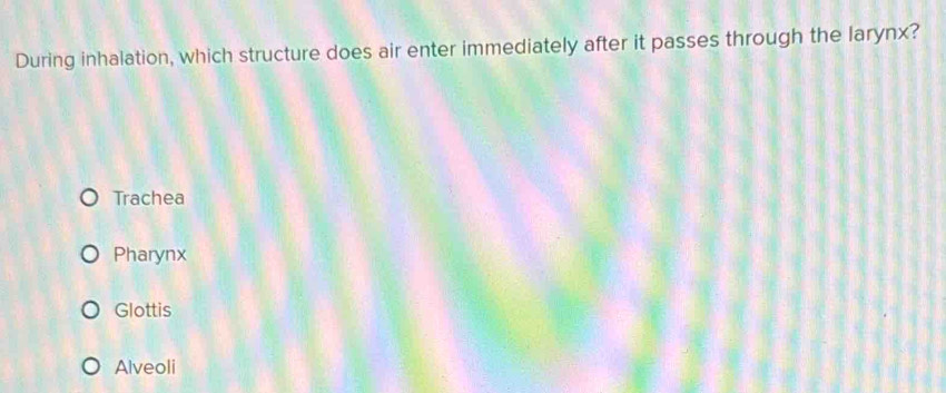 During inhalation, which structure does air enter immediately after it passes through the larynx?
Trachea
Pharynx
Glottis
Alveoli