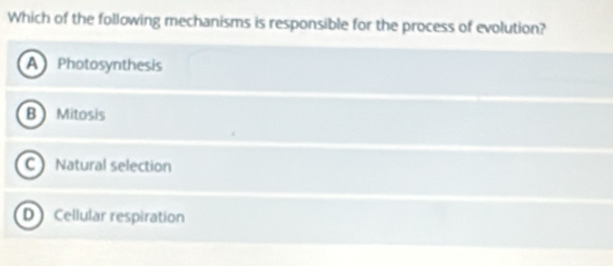 Which of the following mechanisms is responsible for the process of evolution?
A Photosynthesis
B Mitosis
C Natural selection
D Cellular respiration