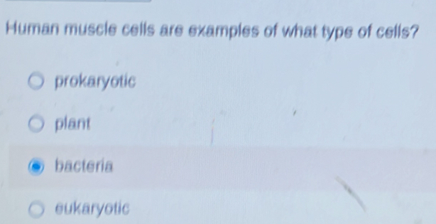 Human muscle cells are examples of what type of cells?
prokaryotic
plant
bacteria
eukaryotic