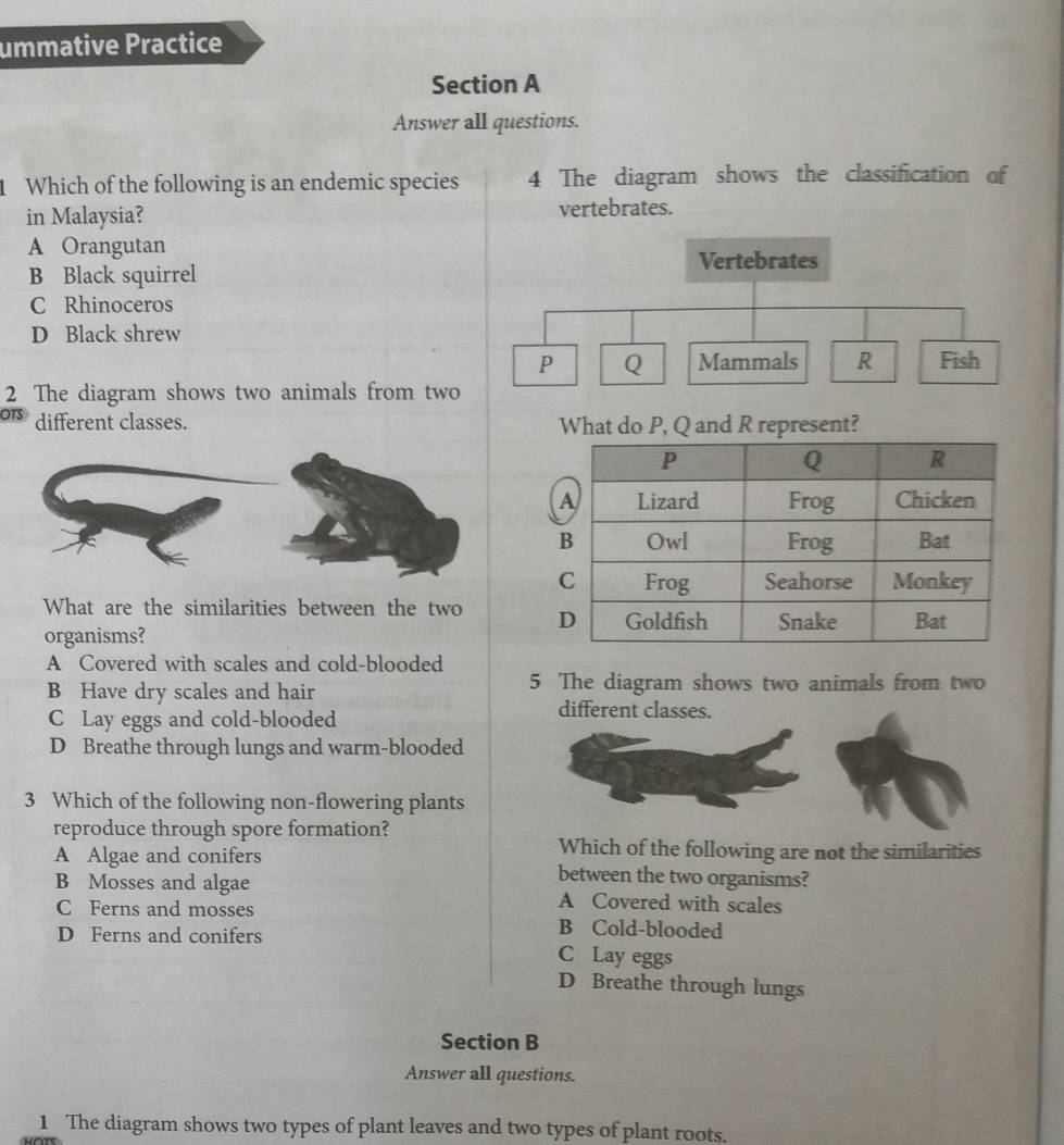 ummative Practice
Section A
Answer all questions.
Which of the following is an endemic species 4 The diagram shows the classification of
in Malaysia? vertebrates.
A Orangutan
B Black squirrel
C Rhinoceros
D Black shrew
2 The diagram shows two animals from two
different classes. 
What are the similarities between the two
organisms?
A Covered with scales and cold-blooded
B Have dry scales and hair 5 The diagram shows two animals from two
C Lay eggs and cold-blooded
different classes.
D Breathe through lungs and warm-blooded
3 Which of the following non-flowering plants
reproduce through spore formation?
Which of the following are not the similarities
A Algae and conifers between the two organisms?
B Mosses and algae A Covered with scales
C Ferns and mosses B Cold-blooded
D Ferns and conifers
C Lay eggs
D Breathe through lungs
Section B
Answer all questions.
1 The diagram shows two types of plant leaves and two types of plant roots.