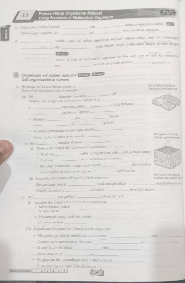 2.3 Proses Hidup Organisma Multisel
Living Processes in Multicellular Organisms
L Organisma multisel adalah _dan _daripada organisma unisel.  a
A Multcellular arganisms are _earsih _than unicellular organisms .
2._
berlaku pada sel dalam organisma multisel supaya setiap jenis sel mempanya
_dan _yang khusus untuk menjalankan fungsi tertentu dengan
_
_occurs in cells of multicellular organisms so that each type of cells has specialise
_and_
to carry out specific function_
A) Organisasi sel dalam manusia (a (
Cell organisation in humans
L. Beberapa sel khusus dalam mamalia: Sel episelium skuamus Squamous epitheial ca
Some of the specialised cells in mammals:
(a) Sel _skuamuś/ Squamou _cell
Struktur dan fungsi sel/ Cell structure and function:
_dan nipis untuk _yang berkesan
_
and thin for efficient_
badan
Meliputi _atau_
Covers __ofhody
or
Menutupi permukaan rongga organ seperti_
Sel epitelium bersilla
Covers surface of organ cavity such as _Cillated epithelial cels
(b) Sel n  bersilia/ Ciliated _cell
(i) Struktur dan fungsi seV/ Cell structure and function:
* Tebal dan _untuk menggerakkan bahan pada permukaannya
Thick and _ to move substances on its surface 
Menutupi permukaan rongga organ seperti _dan bronkus
Covers surface of organ cavity such as _and bronchus
Sel mukus (sel goblet)
(ii) Kepadatan komponen sel/ Density of cell components: Mucous cell (goblet cell)
Mengandungi banyak _untuk menghasilkan _bagi tindakan silia
Contains abundant of _to produce _for ciliary action
(c) Sel _(sel goblet)/_ cell (goblet cell)
(i) Struktur dan fungsi sel/ Cell structure and function:
• Merembeskan mukus
cretes mucus
Mempunyai ruang untuk menyimpan_
Has space to keep_
(ii) Kepadatan komponen sel/ Density of cell components:
Mengandungi banyak mitokondrion, ribosom, _dan_
Contains more mitochondria, ribosomes, _and_
Mukus terdiri daripada _dan_
Mucus consists of _and_
Penghasilan dan perembesan mukus memerlukan_
Production and secretion of mucus require_
Tehap Penguasaan 1 3 4 6
48