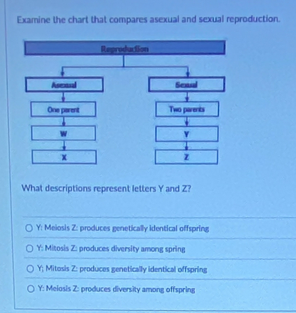 Examine the chart that compares asexual and sexual reproduction.
What descriptions represent letters Y and Z?
Y : Meiosis Z : produces genetically identical offspring
Y : Mitosis Z : produces diversity among spring
Y; Mitosis Z : produces genetically identical offspring
Y : Meiosis Z : produces diversity among offspring