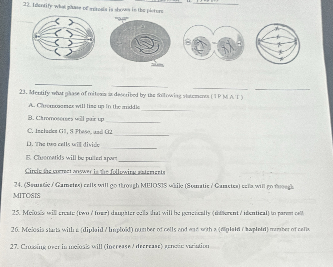 Identify what phase of mitosis is shown in the picture 
_ 
_ 
_ 
_ 
23. Identify what phase of mitosis is described by the following statements ( I P M A T ) 
_ 
A. Chromosomes will line up in the middle 
B. Chromosomes will pair up_ 
_ 
C. Includes G1, S Phase, and G2
D. The two cells will divide_ 
E. Chromatids will be pulled apart_ 
Circle the correct answer in the following statements 
24. (Somatic / Gametes) cells will go through MEIOSIS while (Somatic / Gametes) cells will go through 
MITOSIS 
25. Meiosis will create (two / four) daughter cells that will be genetically (different / identical) to parent cell 
26. Meiosis starts with a (diploid / haploid) number of cells and end with a (diploid / haploid) number of cells 
27. Crossing over in meiosis will (increase / decrease) genetic variation