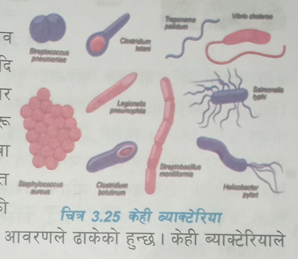 a 
द 
IT 
चित्र 3. 25 केही ब्याक्टेरिया 
आवरणले ढाकेको हुन्छ। केही ब्याक्टेरियाले