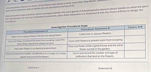 Amorphophallus citanum is a cluster of tiny flowers that release a nasty scent when they bloom. SceRU 
plant attract pollinators such as beetles who are attracted to the foul smell. 
which procedural steps should be used to investigate whether the scent glands of Amorphophallus titanum attract beetles to assist the plant 
Investigation with reproduction? For each set of procedural statements, place either Statement A or Statement B into the Choice A/B box to design the 
Statement A Statement B