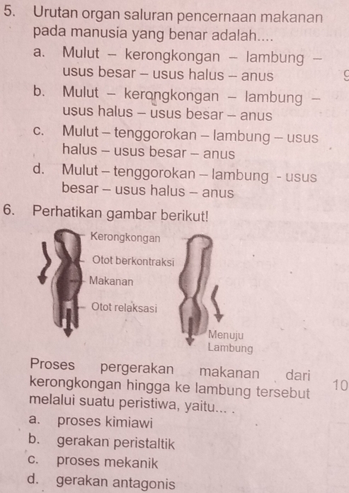 Urutan organ saluran pencernaan makanan
pada manusia yang benar adalah....
a. Mulut - kerongkongan - lambung -
usus besar - usus halus - anus
b. Mulut - kerongkongan - lambung -
usus halus - usus besar - anus
c. Mulut - tenggorokan - lambung - usus
halus - usus besar - anus
d. Mulut - tenggorokan - lambung - usus
besar - usus halus - anus
6. Perhatikan gambar berikut!
Kerongkongan
Otot berkontraksi
Makanan
Otot relaksasi
Menuju
Lambung
Proses pergerakan makanan dari
kerongkongan hingga ke lambung tersebut 10
melalui suatu peristiwa, yaitu... .
a. proses kimiawi
b. gerakan peristaltik
c. proses mekanik
d. gerakan antagonis