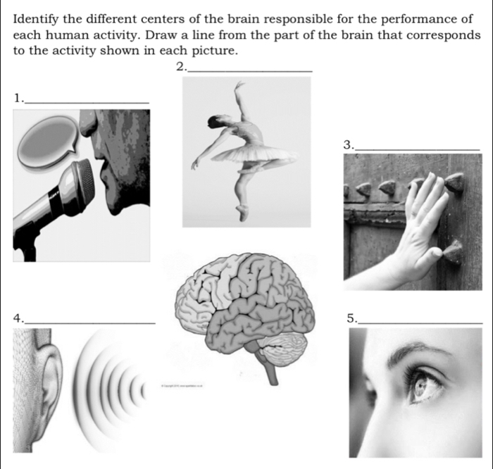 Identify the different centers of the brain responsible for the performance of 
each human activity. Draw a line from the part of the brain that corresponds 
to the activity shown in each picture. 
2._ 
1._ 
4._ 
5._ 
1i □ 
_