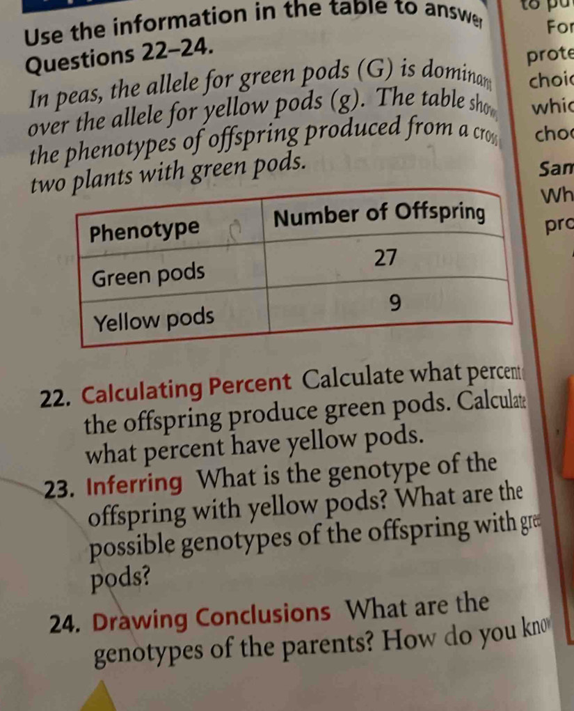 Use the information in the table to answer For 
Questions 22-24. 
In peas, the allele for green pods (G) is dominam prote 
choi 
over the allele for yellow pods (g). The table sho whic 
the phenotypes of offspring produced from a cro cho 
ants with green pods. 
San 
Wh 
prc 
22. Calculating Percent Calculate what percent 
the offspring produce green pods. Calculat 
what percent have yellow pods. 
23. Inferring What is the genotype of the 
offspring with yellow pods? What are the 
possible genotypes of the offspring with græ 
pods? 
24. Drawing Conclusions What are the 
genotypes of the parents? How do you kn