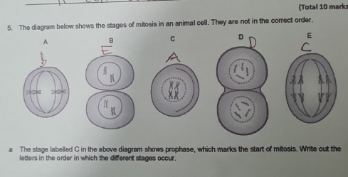 (Total 10 marks 
5. The diagram below shows the stages of mitosis in an animal cell. They are not in the correct order.
A B C E
a The stage labelled C in the above diagram shows prophase, which marks the start of mitosis. Write out the 
letters in the order in which the different stages occur.