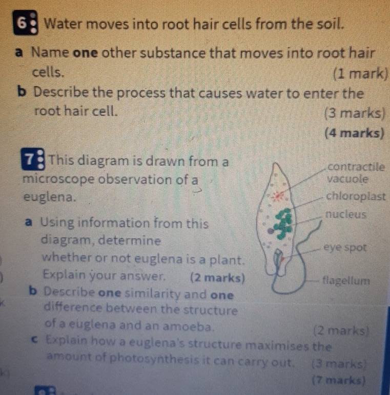 6 ● Water moves into root hair cells from the soil. 
a Name one other substance that moves into root hair 
cells. (1 mark) 
b Describe the process that causes water to enter the 
root hair cell. (3 marks) 
(4 marks) 
T This diagram is drawn from a contractile 
microscope observation of a vacuole 
euglena. chloroplast 
nucleus 
a Using information from this 
diagram, determine 
eye spot 
whether or not euglena is a plant. 
Explain your answer. (2 marks) flagellum 
b Describe one similarity and one 
difference between the structure 
of a euglena and an amoeba. (2 marks) 
c Explain how a euglena's structure maximises the 
amount of photosynthesis it can carry out. (3 marks) 
k (7 marks)