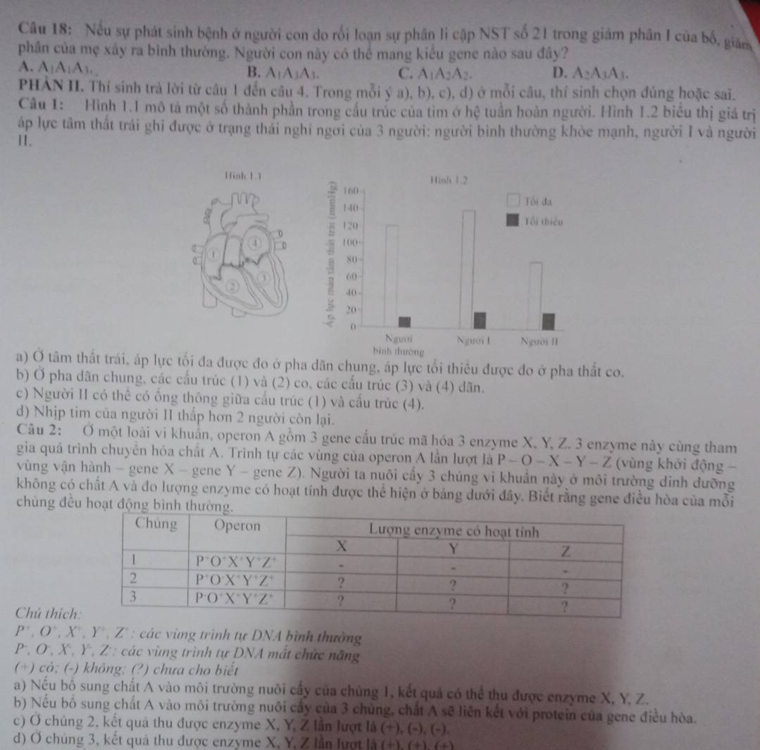 Nếu sự phát sinh bệnh ở người con do rối loạn sự phân li cập NST số 21 trong giảm phân I của bố, giám
phân của mẹ xây ra binh thường. Người con này có thể mang kiểu gene nào sau đây?
A. A_1A_1A_3.
B. A_1A_3A_3. C. A_1A_2A_2. D. A_2A_3A_3.
PHẢN II. Thí sinh trả lời từ câu 1 đến câu 4. Trong mỗi ý a), b), c), d) ở mỗi câu, thỉ sinh chọn đúng hoặc sai.
Câu 1: Hình 1.1 mô tả một số thành phần trong cầu trúc của tìm ớ hc tuần hoàn người. Hình 1.2 biểu thị giá trị
áp lực tâm thất trái ghi được ở trạng thái nghi ngời của 3 người: người bình thường khòe mạnh, người I và người
11.
a) Ở tâm thất trái, áp lực tối đa được đo ở pha dãn chung, áp lực tối thiều được đo ở pha thất co.
b) Ở pha dãn chung, các cầu trúc (1) và (2) co, các cầu trúc (3) và (4) dãn.
c) Người II có thê có ống thông giữa cấu trúc (1) và cấu trúc (4).
d) Nhịp tim của người II thấp hơn 2 người còn lại.
Câu 2: Ở một loài vi khuẩn, operon A gồm 3 gene cấu trúc mã hóa 3 enzyme X, Y, Z. 3 enzyme này cùng tham
gia quá trình chuyên hóa chất A. Trình tự các vùng của operon A lần lượt là P-O-X-Y-Z (vùng khởi động -
vùng vận hành - gene X - gene Y - gene Z). Người ta nuôi cấy 3 chủng vi khuần này ở môi trường dinh dưỡng
không có chất A và đo lượng enzyme có hoạt tính được thể hiện ở bảng dưới đây. Biết rằng gene điều hòa của mỗi
chủng đều hoạt
Chú thích
P',O',X',Y',Z' : các ùng trình tự DNA bình thường
P , O , X , Y , Z : các vùng trình tự DNA mắt chức năng
(+) có; (-) không; (?) chưa cho biết
a) Nếu bố sung chất A vào môi trường nuôi cấy của chủng 1, kết quả có thể thu được enzyme X, Y, Z.
b) Nếu bố sung chất A vào môi trường nuôi cấy của 3 chủng, chất A sẽ liên kết với protein của gene điều hòa.
c) Ơ chủng 2, kết quả thu được enzyme X, Y, Z lần lượt là (+), (-), (-).
d) Ơ chúng 3, kết quả thu được enzyme X, Y, Z lần lượt là (+), (+), (+)
