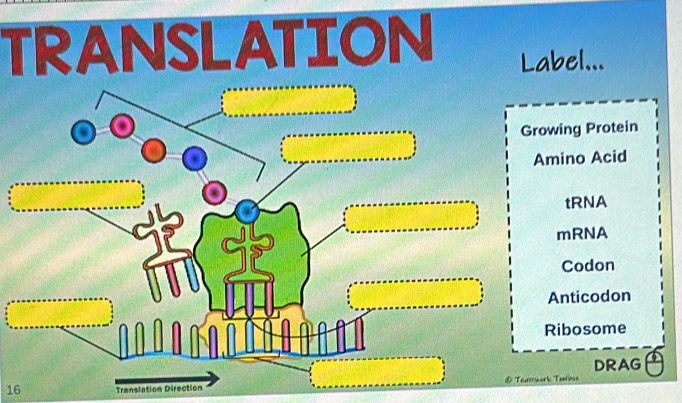 TRANSLATION Label...
Growing Protein
Amino Acid
tRNA
mRNA
Codon
Anticodon
Ribosome
DRAG
16 Translation Direction @ Teamwork Tolins