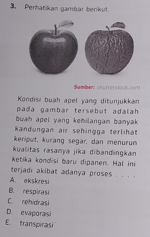 Perhatikan gambar berikut.
Sumber: shutterstock.com
Kondisi buah apel yang ditunjukkan
pada gambar tersebut adalah 
buah apel yang kehilangan banyak
kandungan air sehingga terlihat
keriput, kurang segar, dan menurun
kualitas rasanya jika dibandingkan
ketika kondisi baru dipanen. Hal ini
terjadi akibat adanya proses . . . .
A. ekskresi
B. respirasi
C. rehidrasi
D. evaporasi
E. transpirasi