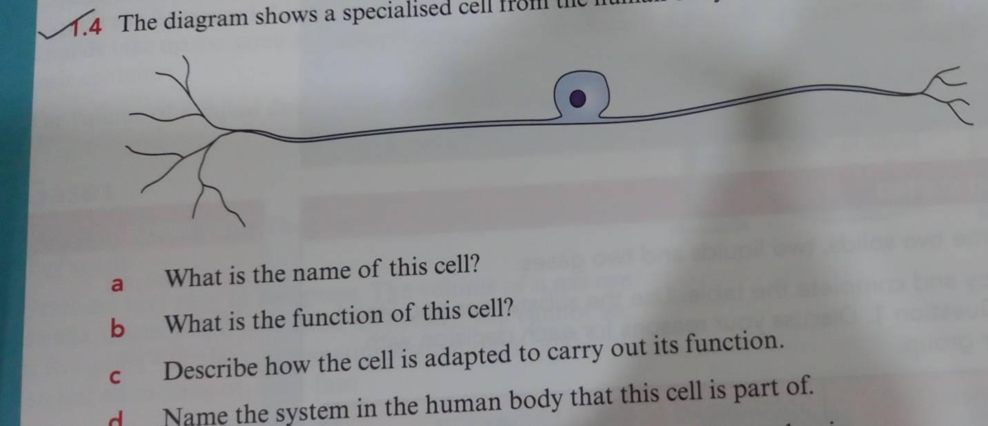 1.4 The diagram shows a specialised cell from ue 
a What is the name of this cell? 
b What is the function of this cell? 
c Describe how the cell is adapted to carry out its function. 
d Name the system in the human body that this cell is part of.