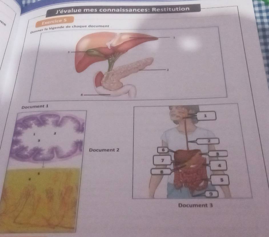 J'évalue mes connaissances: Restitution 
ne 
Exercice 5 
Donner la légende de chaque document
1
3
z
4
Document 1
Document 2
Document 3