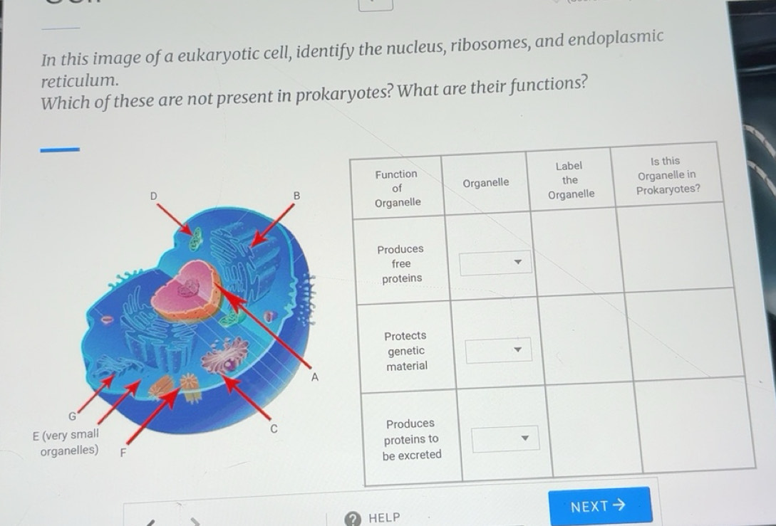 Solved: In this image of a eukaryotic cell, identify the nucleus ...