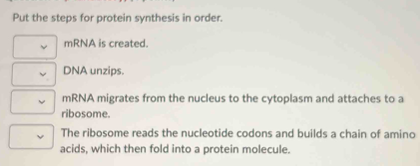 Put the steps for protein synthesis in order. 
mRNA is created. 
DNA unzips. 
mRNA migrates from the nucleus to the cytoplasm and attaches to a 
ribosome. 
The ribosome reads the nucleotide codons and builds a chain of amino 
acids, which then fold into a protein molecule.